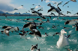 South Pacific: Fragile Paradise