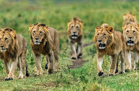 Big Cat Tales: Episode 3