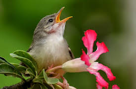 Nature Watching: How to Find and Observe Wildlife: Bird Language and the Art of Listening