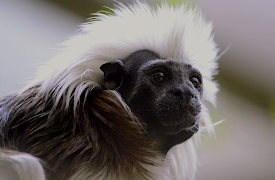 72 Cutest Animals: Origin of Cute