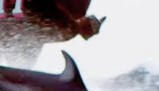 Pesca radical: La finalidad de las marsopas