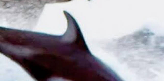 17:47: Pesca radical: La finalidad de las marsopas | Discovery Max | 1/29 2026