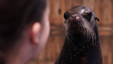 07:40: The Aquarium (S2 E2) (S2) | Animal Planet | 9/17 2026