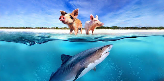 04:05: Schweine gegen Haie | ProSieben Maxx | 12/26 2025