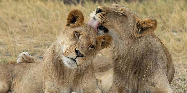 9:00 PM: Big Cats 24/7 (S2) | BBC Two | 2/27 2026