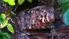 Elefant, Tiger & Co.