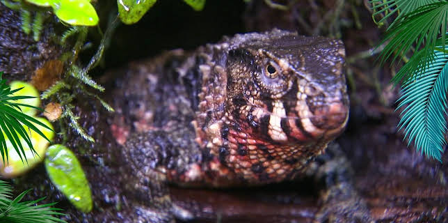 03:20: Elefant, Tiger & Co. | MDR Fernsehen | 1/30 2026