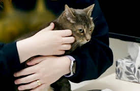 My Pet Ate What!?: Rock Solid Rescue