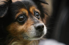 Amanda To The Rescue:  Home Sweet Home