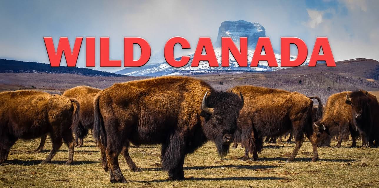 Wild Canada