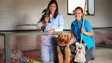 12:45 PM: Waffle the Wonder Dog (S3) | Cbeebies | 8/18 2026