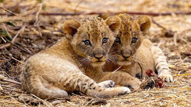 5:15 PM: Kingdom (S1) | BBC One | 11/30 2025