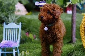 Mittens and Pants: Cataversary