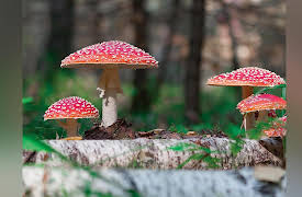 Food, Science, and the Human Body: Food as Recreational Drugs