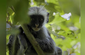 Africa's Wild Year, Season 1: Africa's Wild Year: Spring