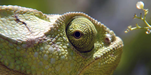 17:45: Was Tiere fühlen | Arte | 11/17 2025