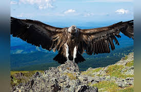 Zoology: Understanding the Animal World: Animal Futures: Frontiers in Zoology