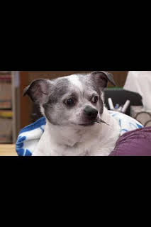 19:55: El Increíble Doctor Pol: Misión Impatible | Nat Geo Wild | 3/30 2026