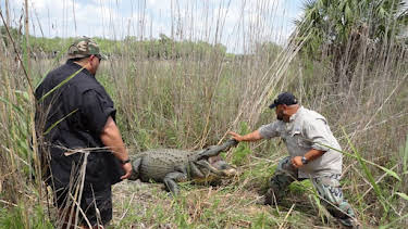 10:00 PM: Swamp Men (S2011 E6) (S2011) | Nat Geo Wild | 10/21 2026