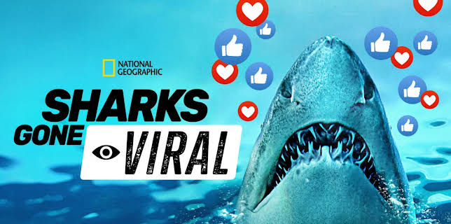 Sharks Gone Viral (2024)