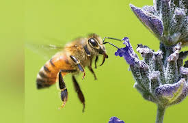 Native Peoples of North America: The Columbian Exchange: New Worlds for All