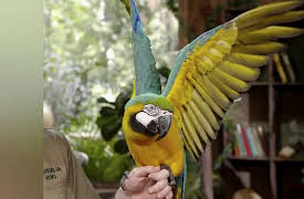 Wild Times: Meet the Macaw