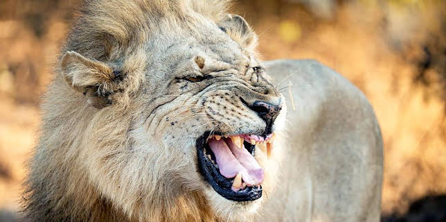 6:25 PM: Kingdom (S1) | BBC One East Midlands | 11/30 2025