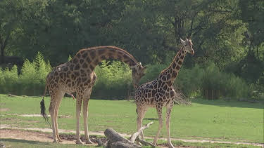 05:50: Giraffe, Erdmännchen & Co. (321) | HR Fernsehen | 9/16 2026
