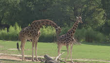 Giraffe, Erdmännchen & Co. (321)