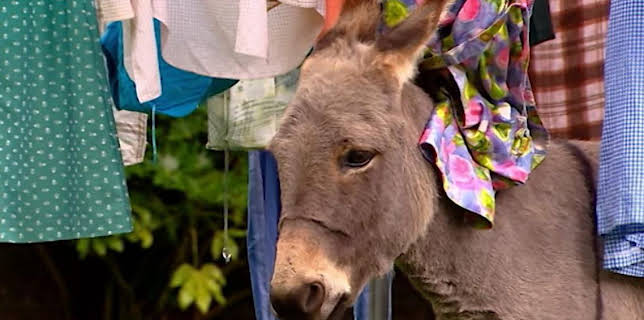 5:35 PM: Treubh an Tuathanais (Big Barn Farm) (S2) | BBC Alba | 11/5 2025