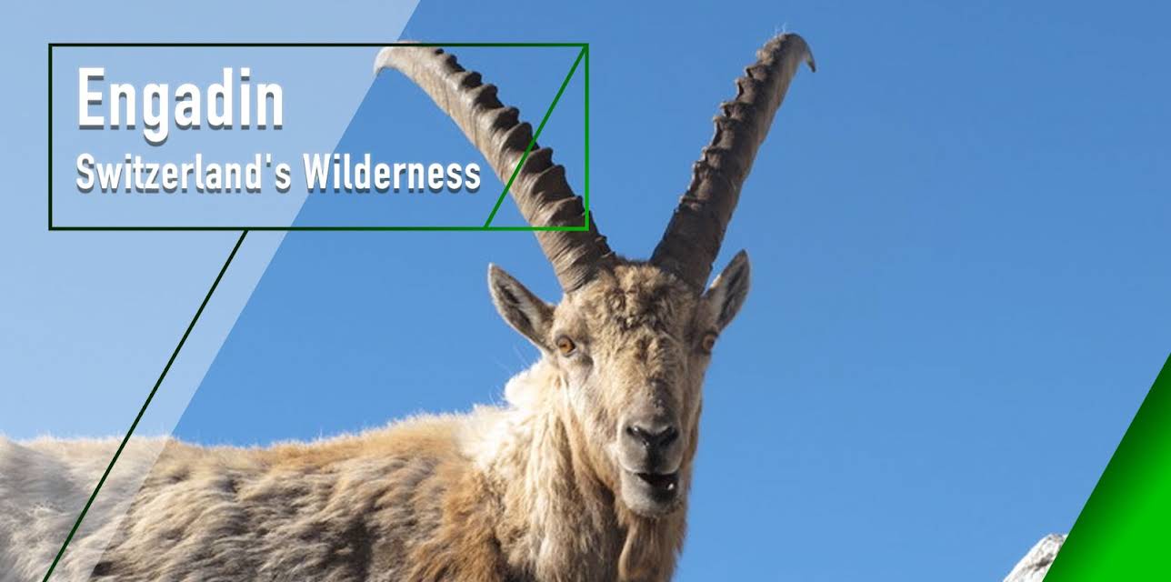 Engadin - Switzerland's Wilderness (2014)