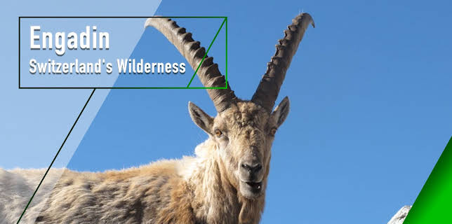 Engadin - Switzerland's Wilderness (2014)