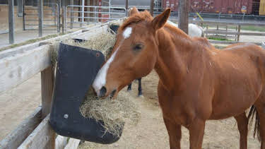 2:00 PM: Animal Cops Houston (S19) | Discovery Channel | 10/26 2026