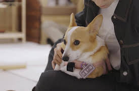 Pet Me Pick Me: Pet Me Pick Me Episode 1