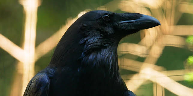 22:50: Gefährliche Raben | Das Erste | 2/10 2026