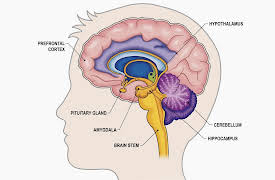 Understanding the Brain: The Limbic System—Anatomy