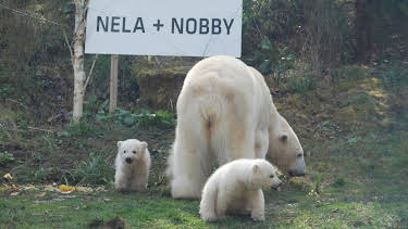 16:55: Neues aus dem Münchner Tierpark Hellabrunn (1/30) | RBB Fernsehen | 4/18 2026