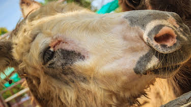 07:40: Animal Cops Houston (S7 E7) (S7) | Animal Planet | 4/12 2026