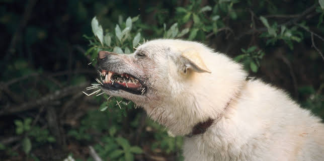 15:25: Canada på tvers | NRK 2 | 1/7 2026