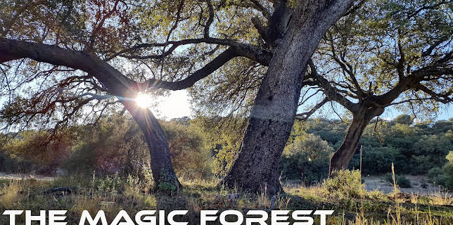 The Magic Forest of Spain (2019)