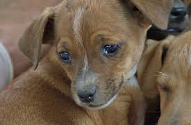 Animal Cops Season 20: Drain of Death