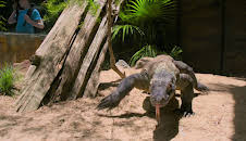 Crikey! It's the Irwins (S1 E1)