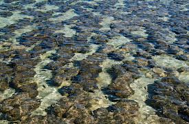 Oceanography: Exploring Earth's Final Wilderness: The Early Ocean and the Origins of Life