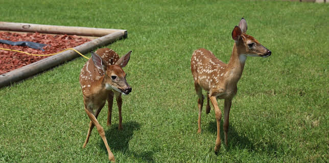 13:05: Lone Star Law  (S4 E8) (S4) | Animal Planet | 11/13 2025