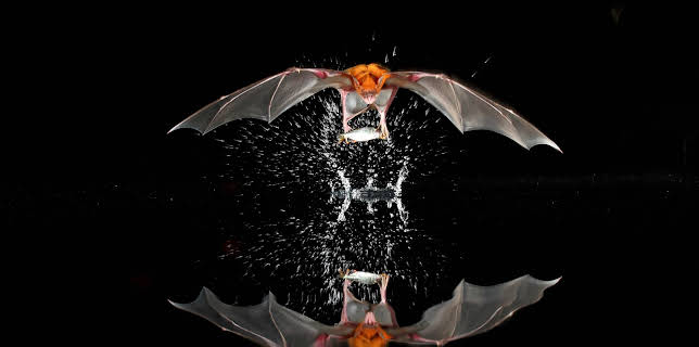 23:10: Säugetiere (5/6) | 3SAT | 11/9 2025