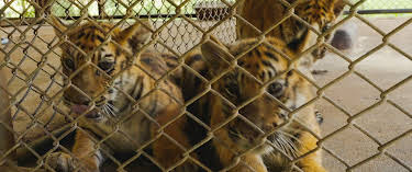 07:45: Wildlife Crime – Milliardengeschäft Tierhandel | ZDFinfo | 6/10 2026