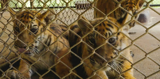 19:30: Wildlife Crime – Milliardengeschäft Tierhandel | ZDFinfo | 3/3 2026