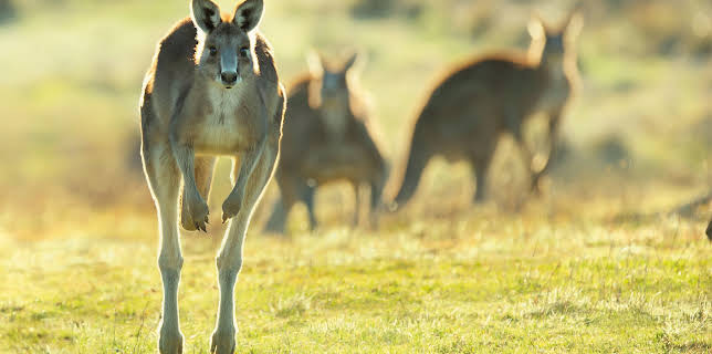 14:55: Sieben Kontinente - Ein Planet | ZDFneo | 11/1 2025
