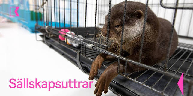 23:50: Sällskapsuttrar | Kunskapskanalen | 11/28 2025