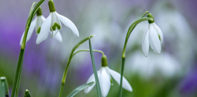 15:30: Schnittgut. Alles aus dem Garten | BR Fernsehen | 3/4 2026